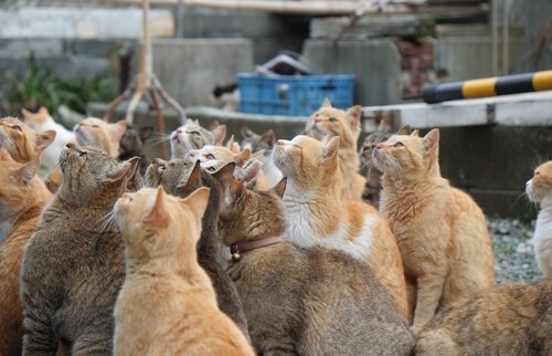 일본에 있는 고양이 섬