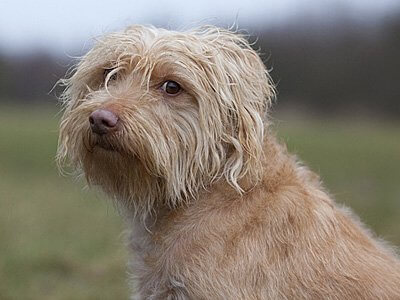 홀란드서 스마우스혼트의 쾌활