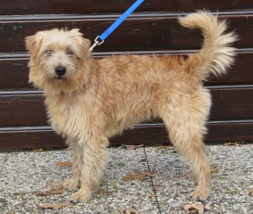 홀란드서 스마우스혼트의 애교