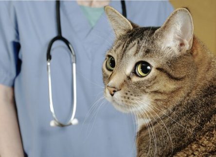 고양이의 장내 기생충 감염 예방 및 치료