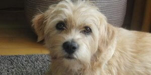 홀란드서 스마우스혼트의 특징과 습성