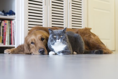 개와 고양이에게 치명적인 질병