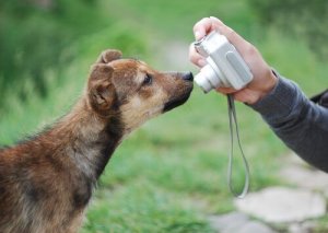 반려견 사진을 멋지게 찍는 방법