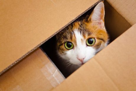 판지 상자 속 고양이