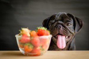 개에게 좋은 과일과 채소