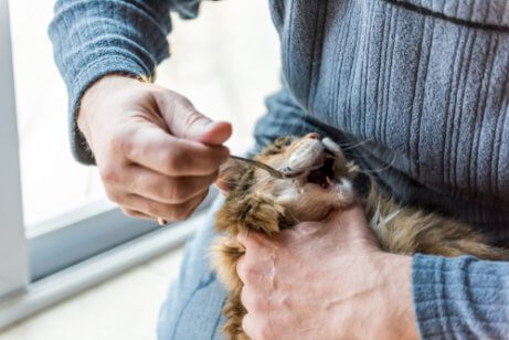 고양이에게 올리브유 먹이기