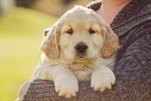 개는 뒷다리로 걸어서는 안 된다