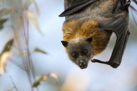 회색머리날여우박쥐 박쥐를 구하는 호주 여성