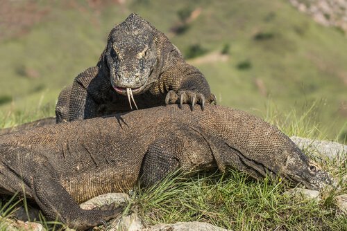 코모도왕도마뱀의 먹이