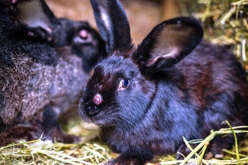 토끼의 전염병과 다른 동물들에게 미치는 영향
