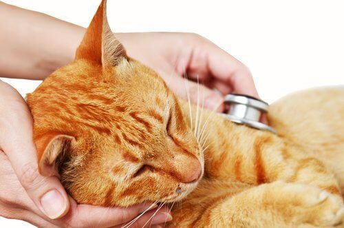 고양이 바이러스성 코기관염의 원인, 증상과 치료