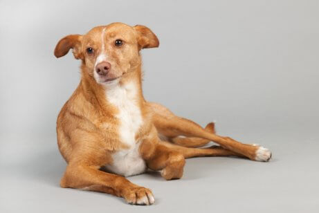 스패니시 포덴코