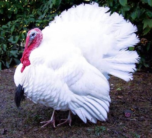 칠면조 화이트 홀랜드