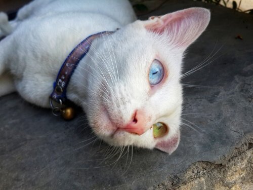 양쪽 눈동자 색이 다른 카오마니 고양이