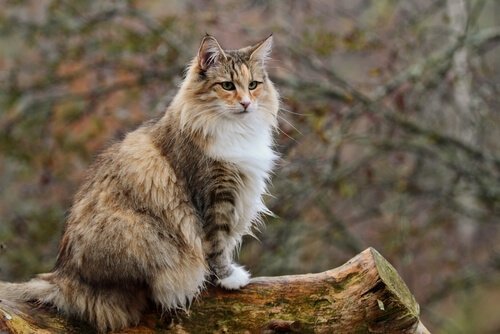 몸집이 크기로 노르웨이 숲 고양이