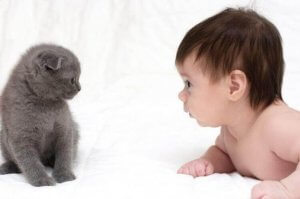 과연 고양이는 아기와 잘 지낼 수 있을까?