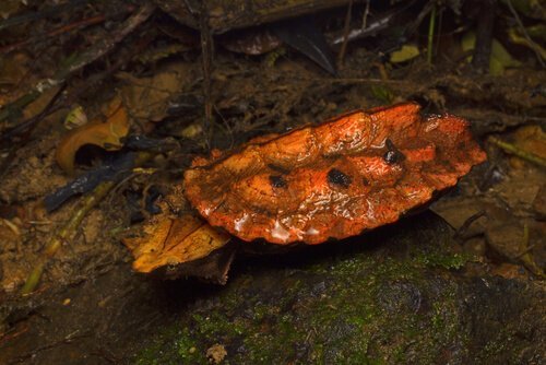 마타마타거북의 먹이