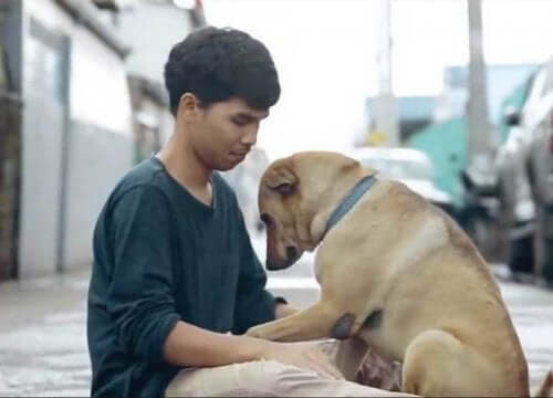 태국 유기견 생애 첫 포옹을 선사한 마음 따뜻한 청년