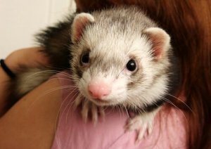 알아 두면 좋은 페럿의 습성들