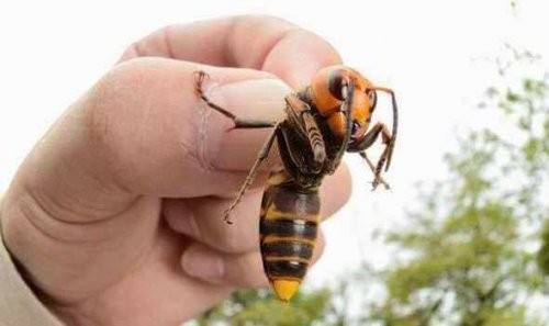 지구상에서 가장 치명적인 곤충 4가지 장수말벌