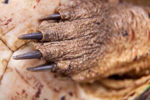 마타마타의 서식지