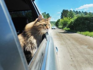 고양이가 자동차에 익숙해지도록 만드는 방법