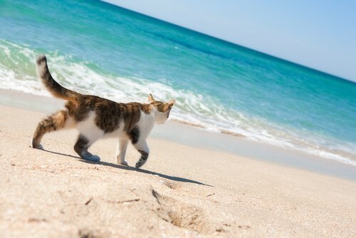 고양이와 휴가를 즐길 수 있는 해변이 있을까?