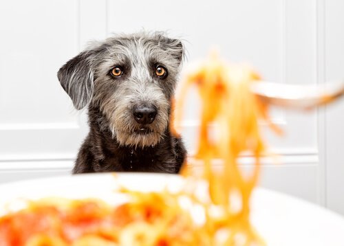 개에게 파스타를 먹여도 괜찮을까?