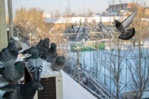 비둘기를 쫓아 버리는 7가지 방법