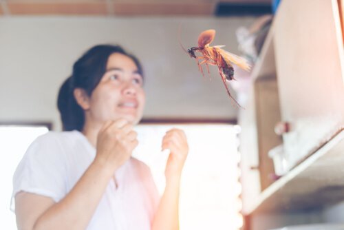 바퀴벌레가 날아다니는 이유