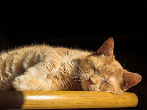 고양이의 수면: 고양이도 꿈을 꿀까?