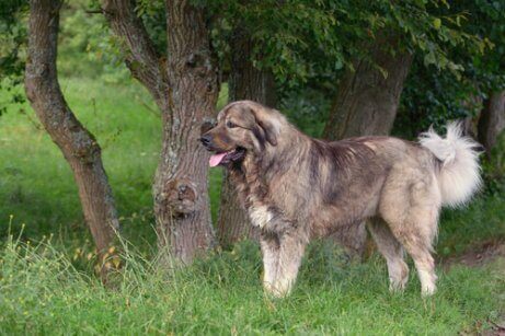 코카시언 셰퍼드 독에 3