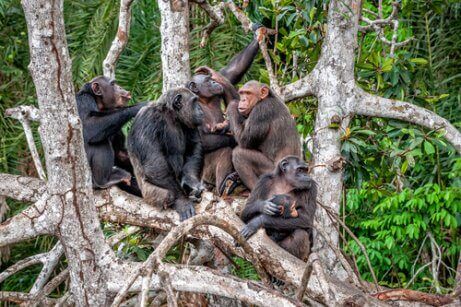 침팬지의 문화가3
