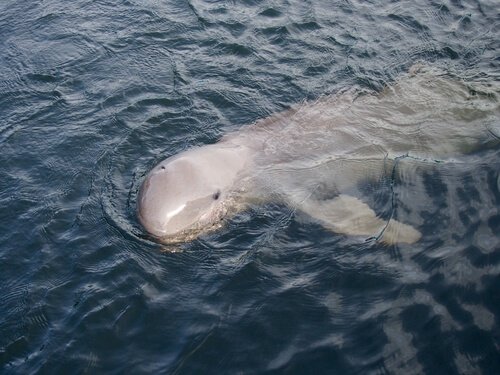 이라와디 돌고래의 특징과 행동