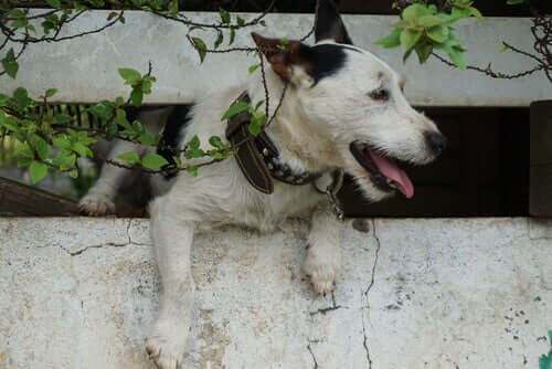 동물 주인 찾아주기