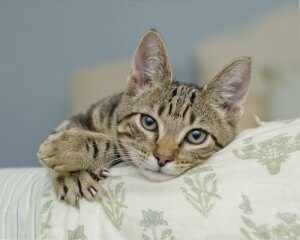 고양이는 위협적인 발톱을 언제 사용할까?