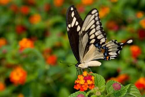 세상에서 가장 크고 희귀한 검은제비꼬리 나비