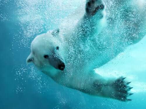 북극곰 수영