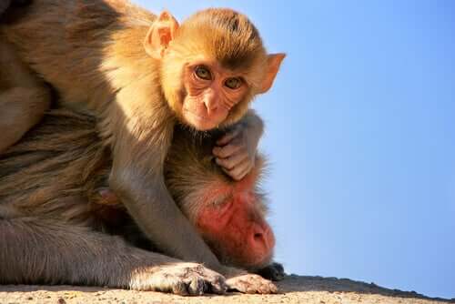 인도의 히말라야원숭이 문제