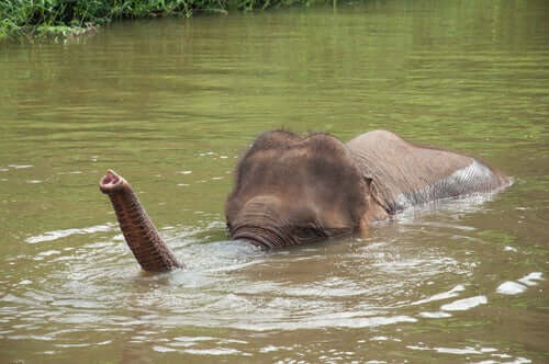 코끼리 수영