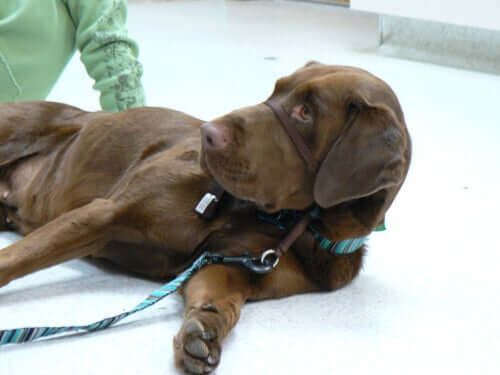 헤드 목줄 착용법