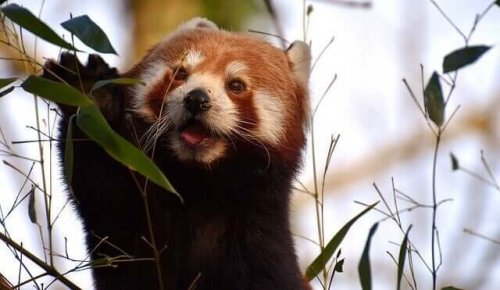 레서판다의 행동과 서식지