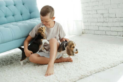 법적으로 얼마나 많은 동물을 집에서 키울 수 있을까?