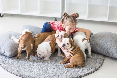 법적으로 얼마나 많은 동물을 집에서 키울 수 있을까?