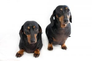 형질전환동물에 관한 합법성