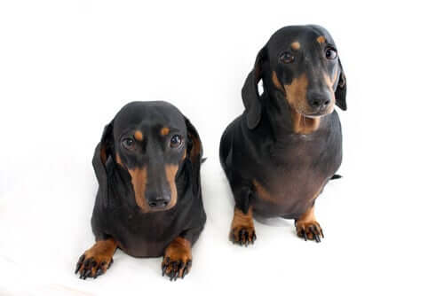 형질전환동물에 관한 합법성