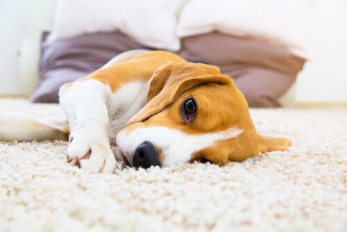 간질을 앓는 개에게 보이는 증상 및 치료 방법