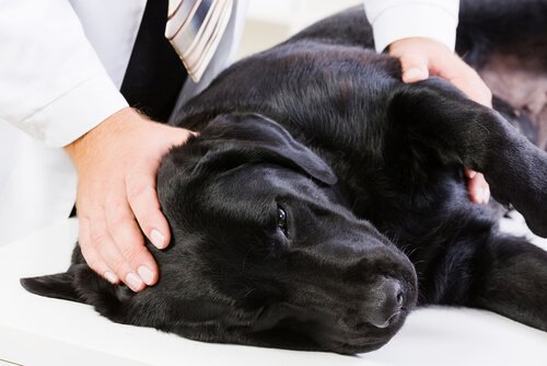 간질을 앓는 개에게 보이는 증상 및 치료 방법
