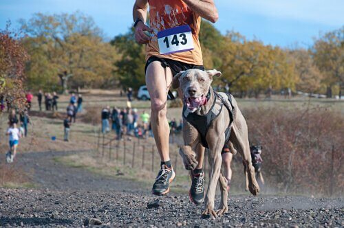 개 스포츠 캐니크로스는3