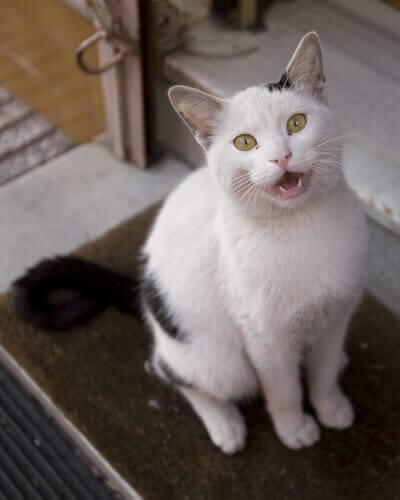 고양이 울음의2